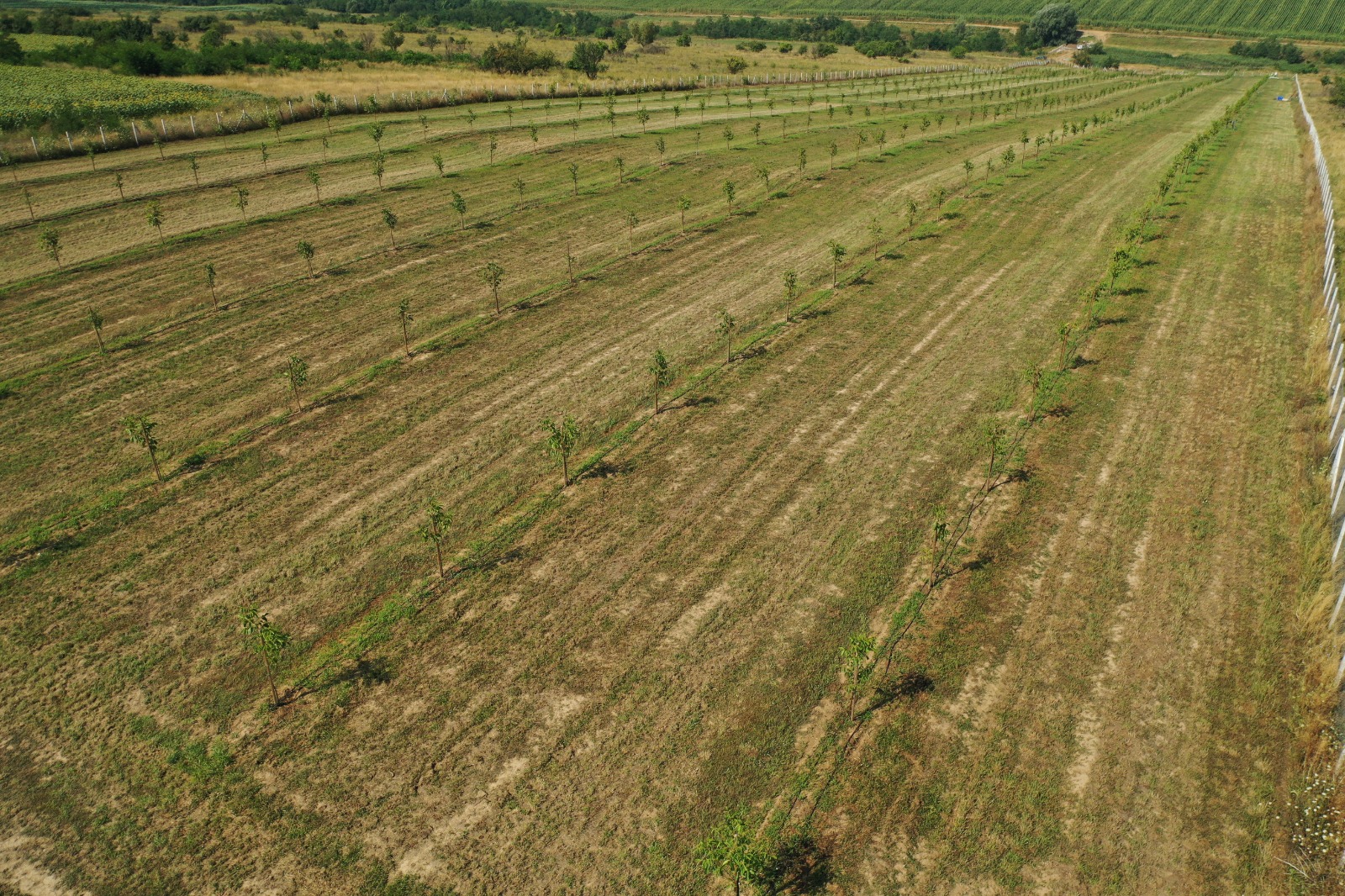 Livada Talenting Agricultura